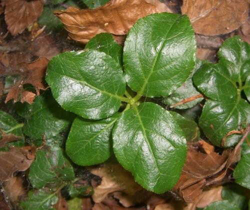 Orthilia secunda / Piroletta pendula