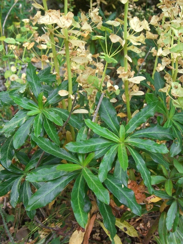 Euphorbia amygdaloides / Euforbia delle faggete