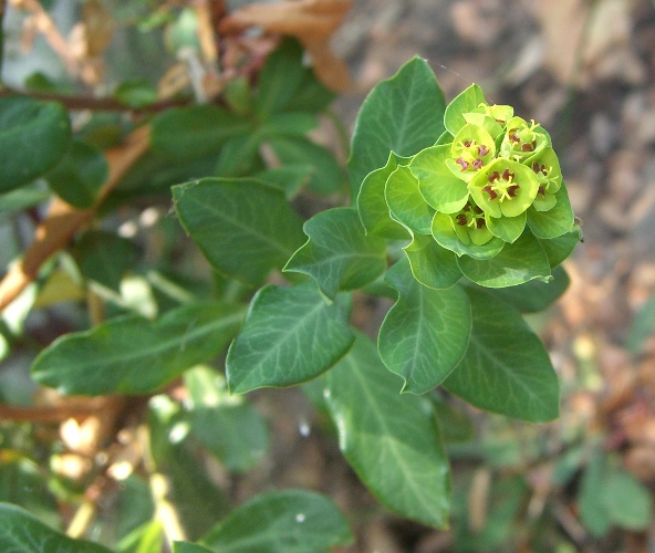 Euphorbia amygdaloides / Euforbia delle faggete