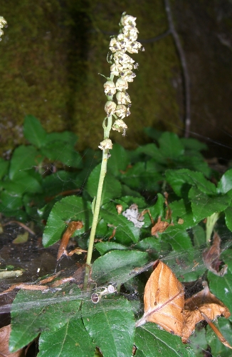 Orthilia secunda / Piroletta pendula