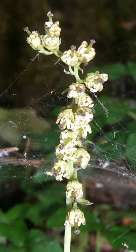 Orthilia secunda / Piroletta pendula