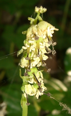 Orthilia secunda / Piroletta pendula