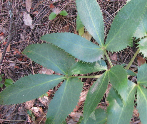 Helleborus lividus subsp. corsicus / Elleboro corso