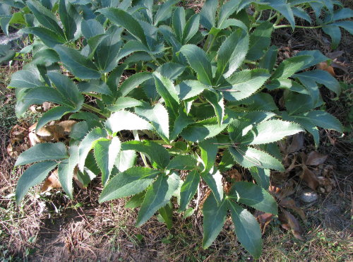 Helleborus lividus subsp. corsicus / Elleboro corso