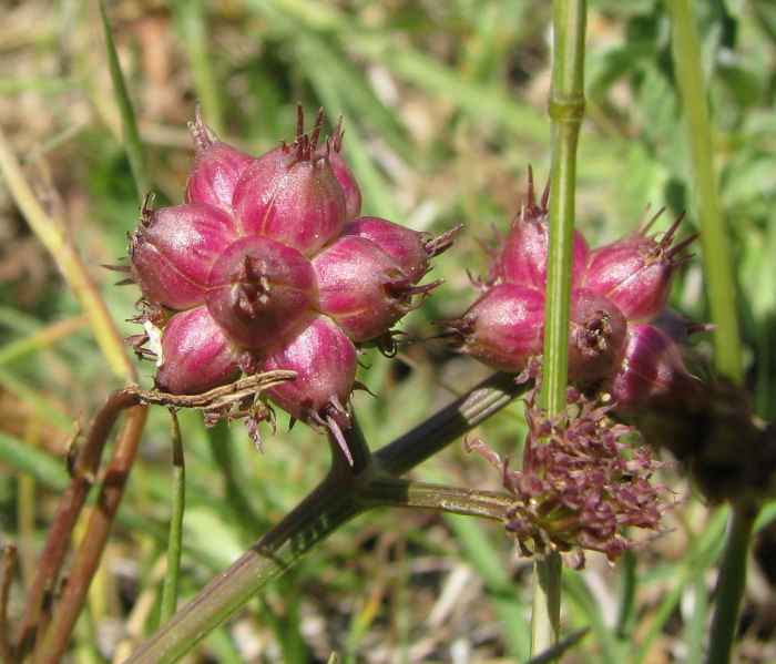 Oenanthe globulosa / Finocchio acquatico globoso