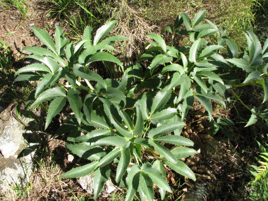 Helleborus lividus subsp. corsicus / Elleboro corso