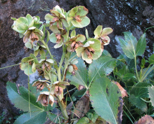 Helleborus lividus subsp. corsicus / Elleboro corso
