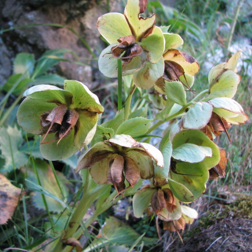 Helleborus lividus subsp. corsicus / Elleboro corso