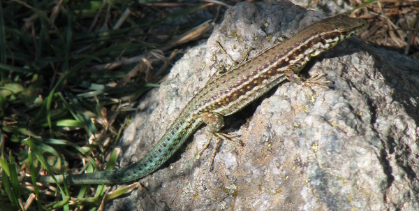 Podarcis tiliguerta - Lucertola tirrenica