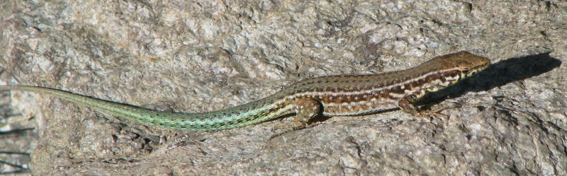 Podarcis tiliguerta - Lucertola tirrenica