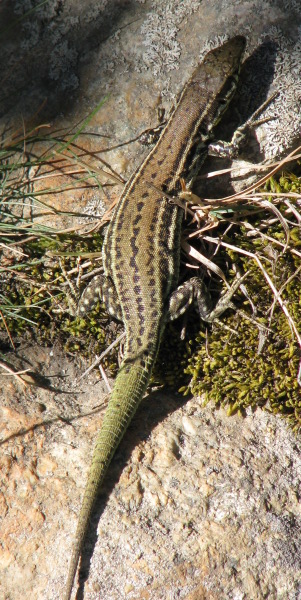 Podarcis tiliguerta - Lucertola tirrenica