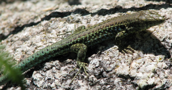 Podarcis tiliguerta - Lucertola tirrenica