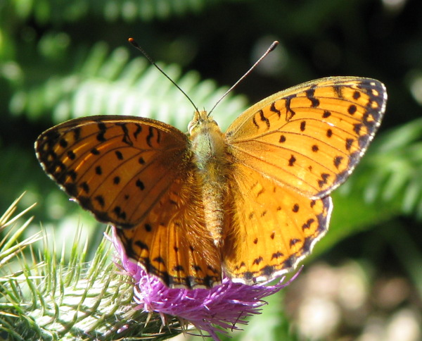 Corsica III : Argynnis (Fabriciana) elisa