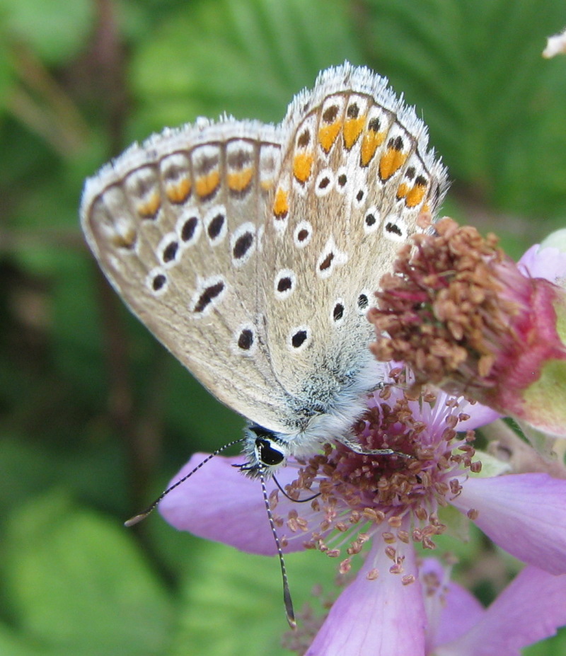 Polyommatus icarus?