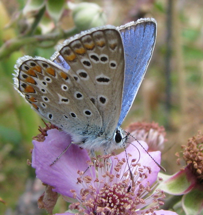 Polyommatus icarus?