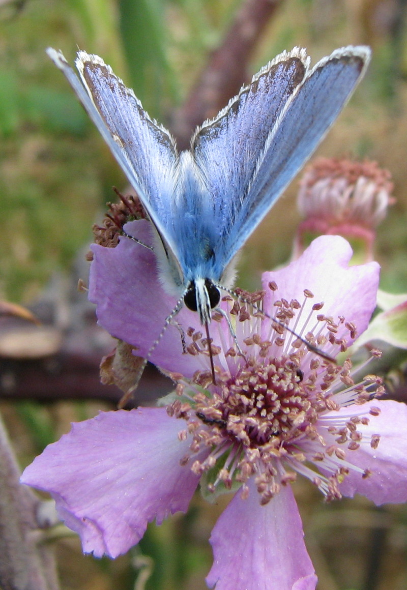 Polyommatus icarus?