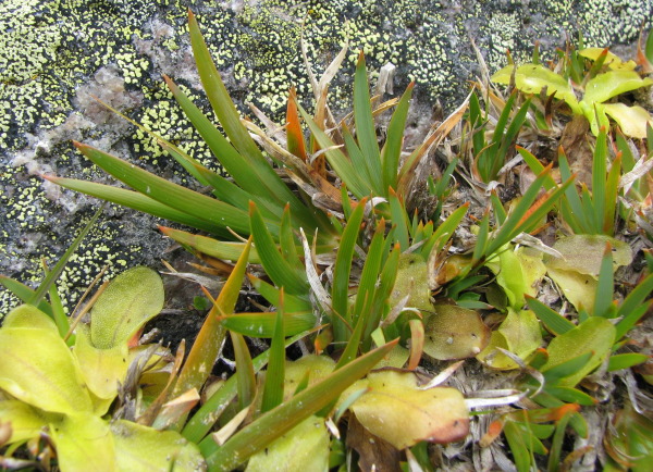 Narthecium reverchoni / nartecio di Corsica