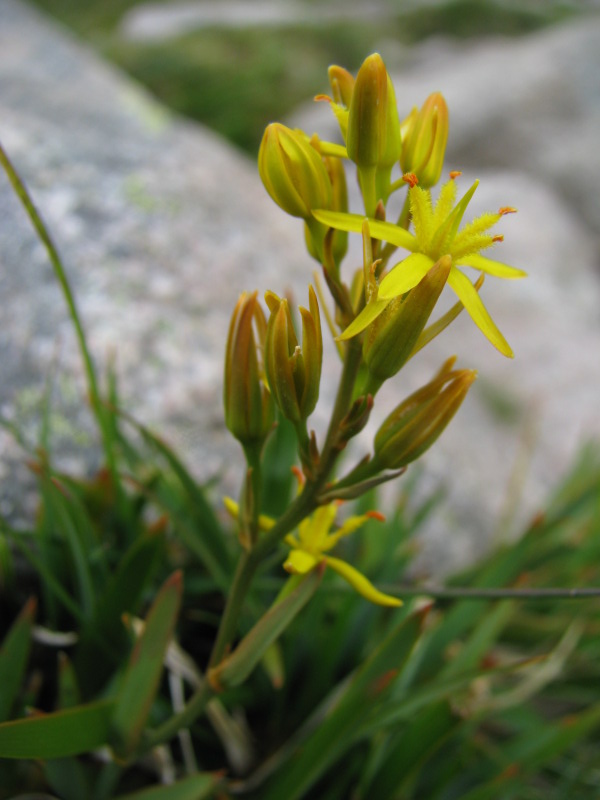 Narthecium reverchoni / nartecio di Corsica