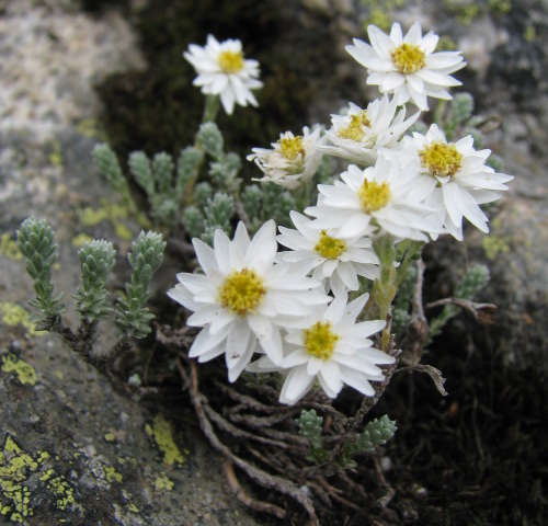 Helichrysum frigidum