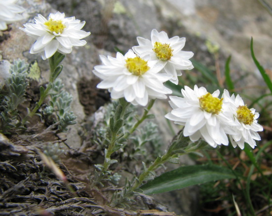 Helichrysum frigidum