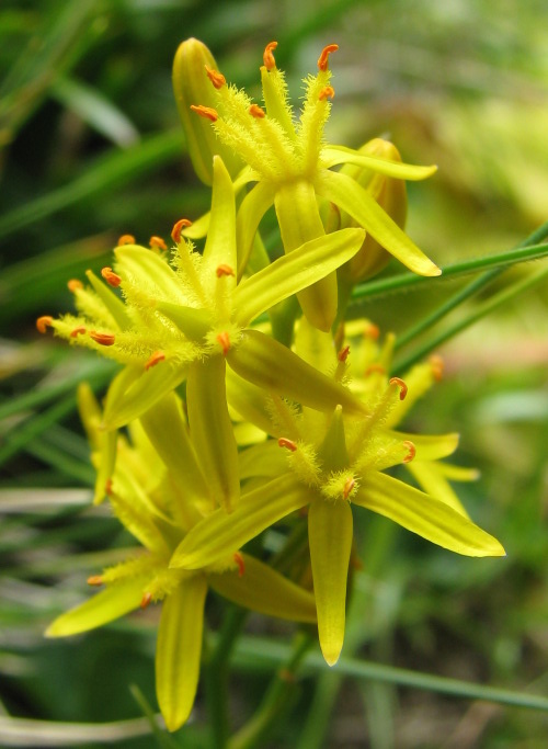 Narthecium reverchoni / nartecio di Corsica