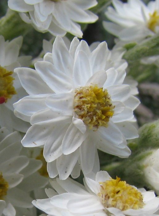 Helichrysum frigidum
