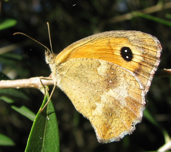 Corsica IV : Pyronia tithonus