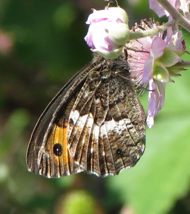 Corsica II - Hipparchia neomiris