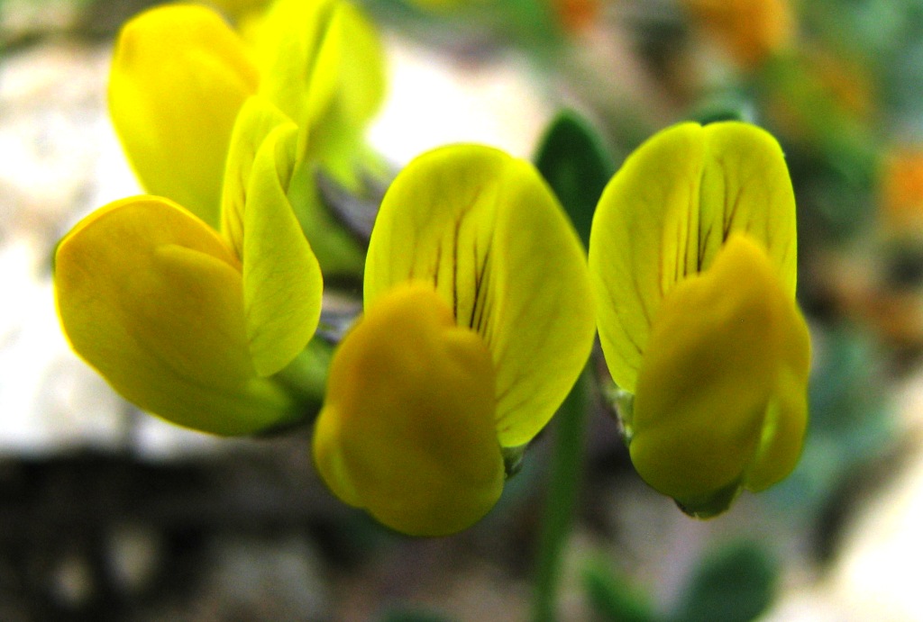 Lotus cytisoides / Ginestrino delle scogliere