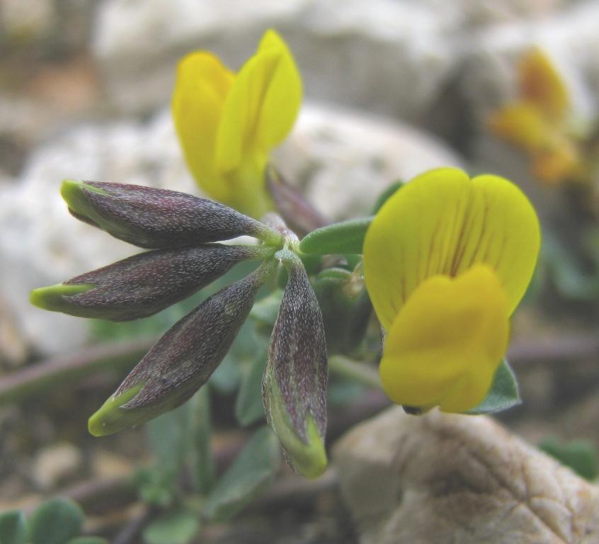 Lotus cytisoides / Ginestrino delle scogliere