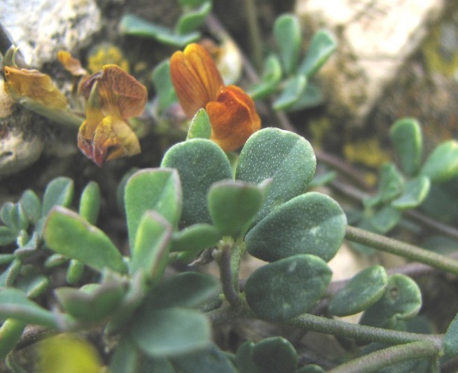Lotus cytisoides / Ginestrino delle scogliere