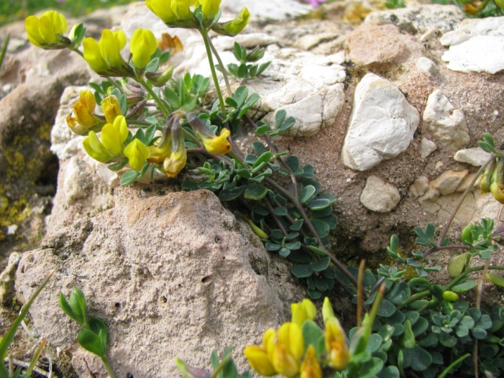 Lotus cytisoides / Ginestrino delle scogliere