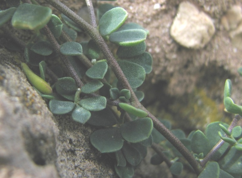 Lotus cytisoides / Ginestrino delle scogliere