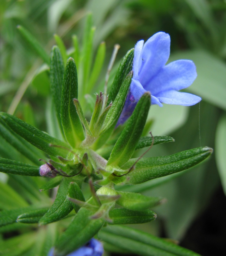 Lithodora rosmarinifolia / Erba-perla mediterranea