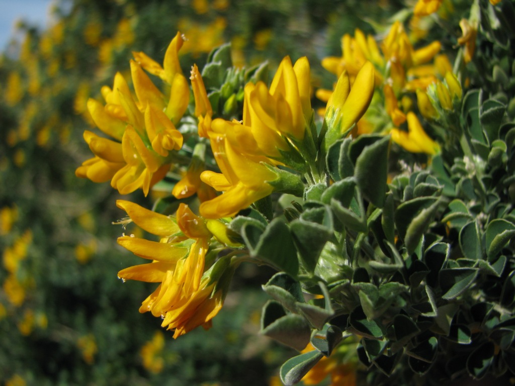 Medicago arborea / Erba medica arborea