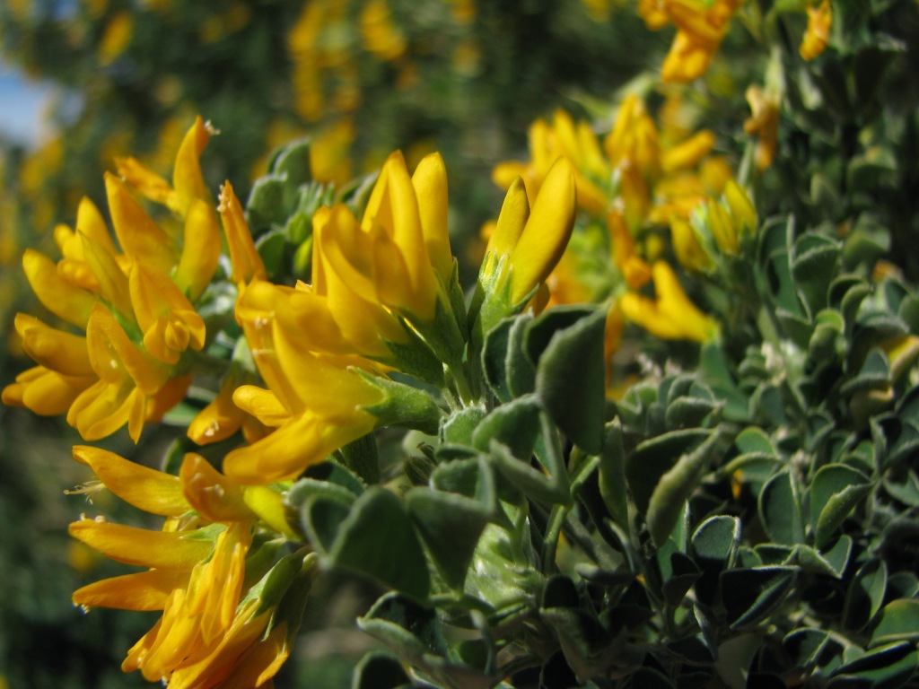 Medicago arborea / Erba medica arborea