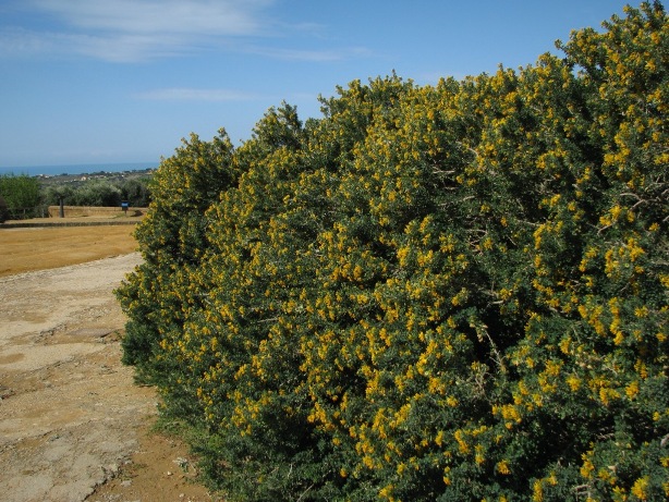 Medicago arborea / Erba medica arborea