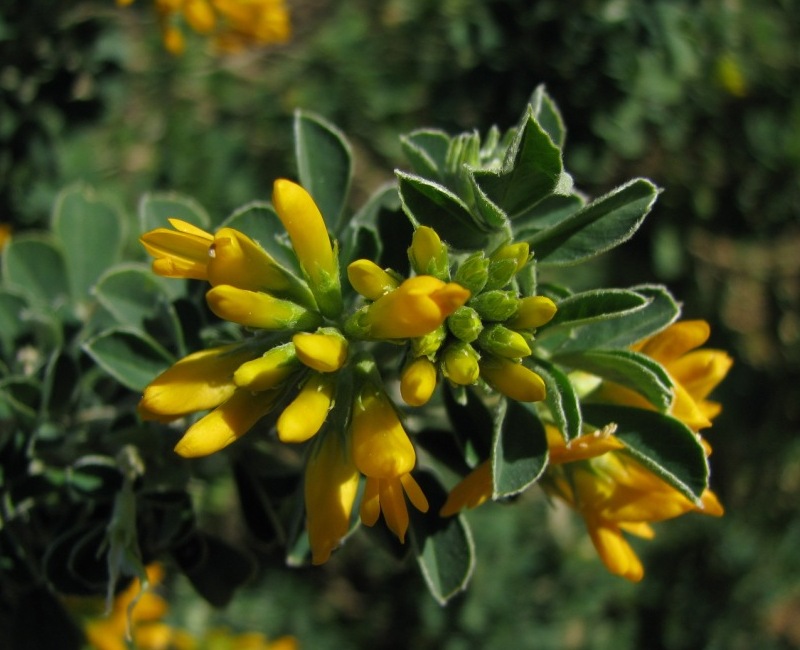 Medicago arborea / Erba medica arborea