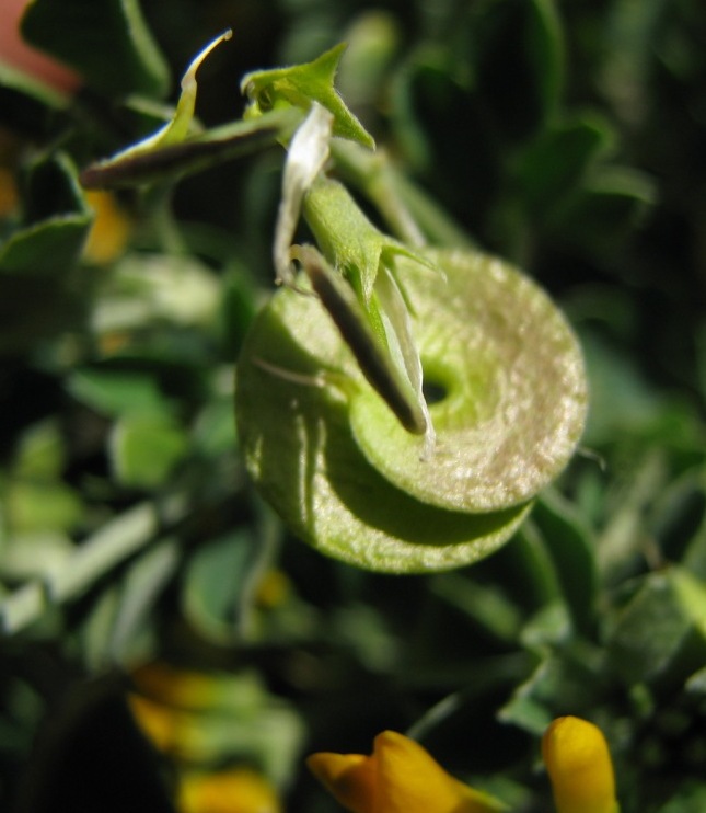 Medicago arborea / Erba medica arborea