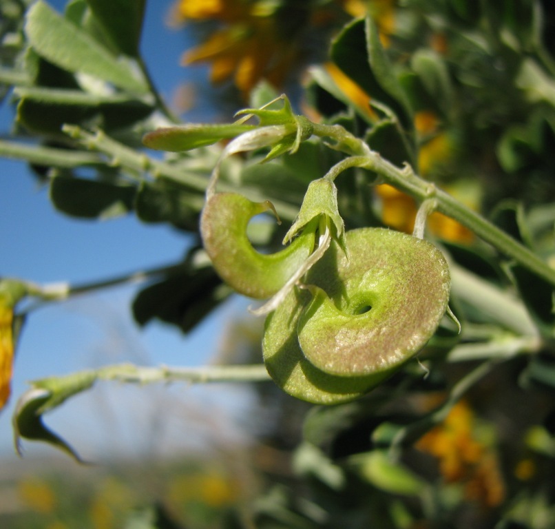 Medicago arborea / Erba medica arborea