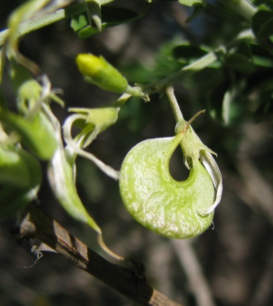 Medicago arborea / Erba medica arborea