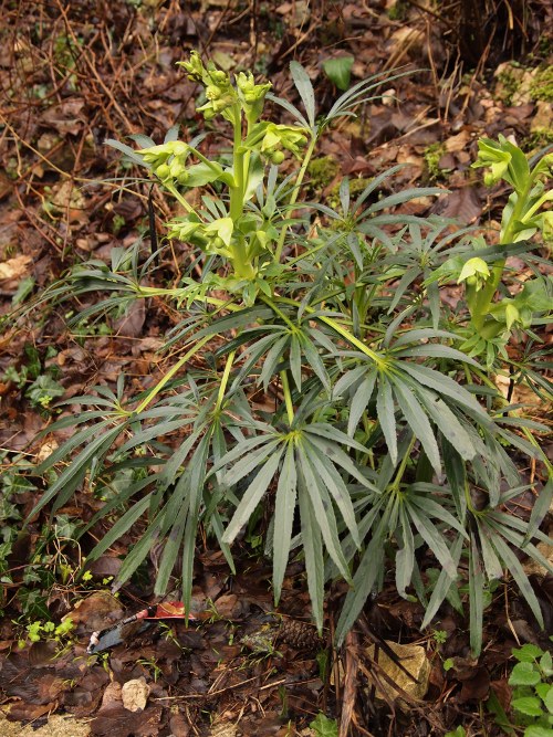 Helleborus foetidus L.