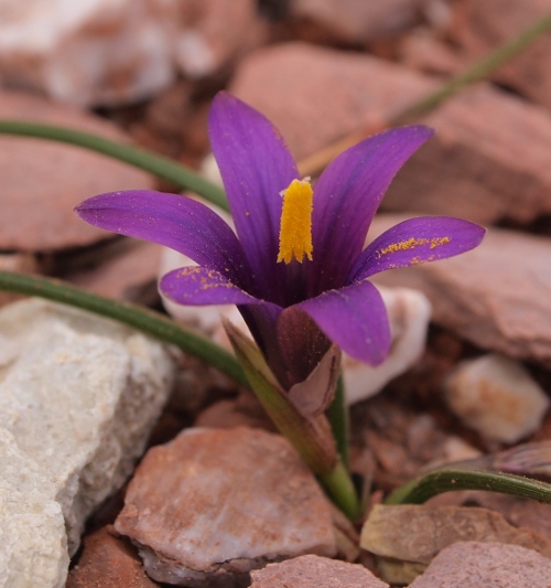 Romulea linaresii / Zafferanetto di Linares