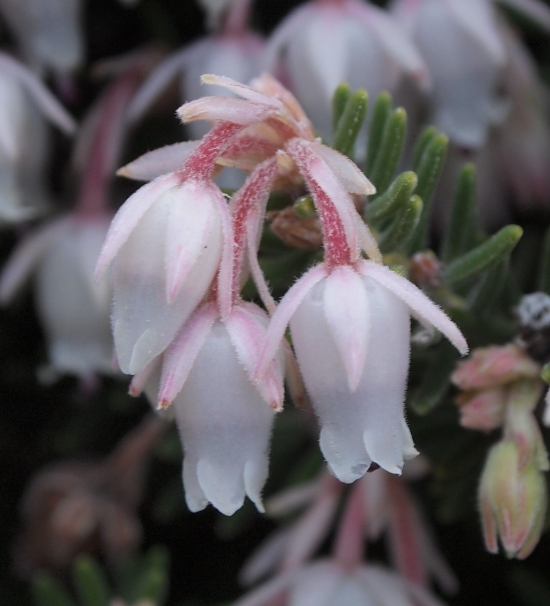 Erica sicula / Erica siciliana