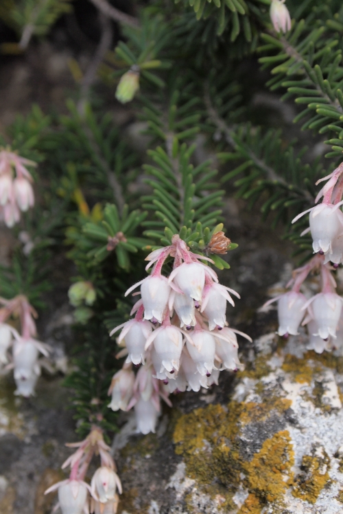 Erica sicula / Erica siciliana