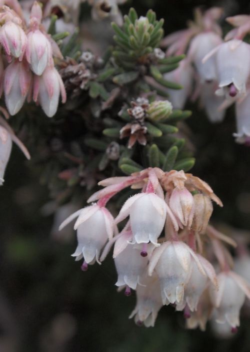 Erica sicula / Erica siciliana