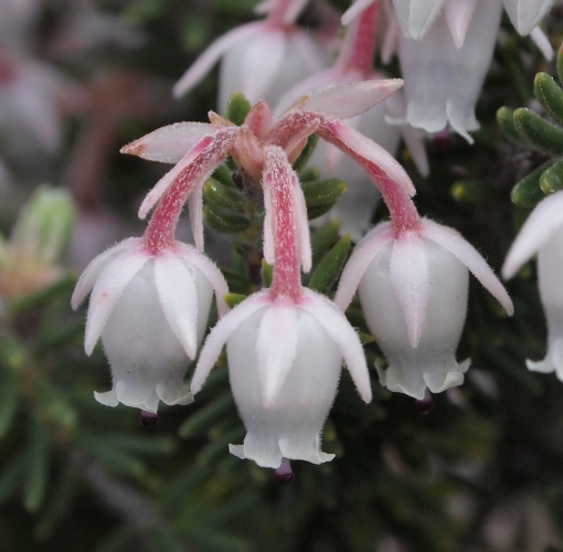 Erica sicula / Erica siciliana