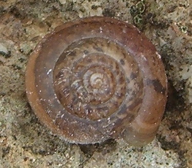 Monacha (?) Madonie