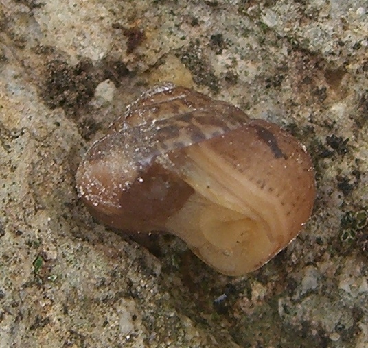 Monacha (?) Madonie