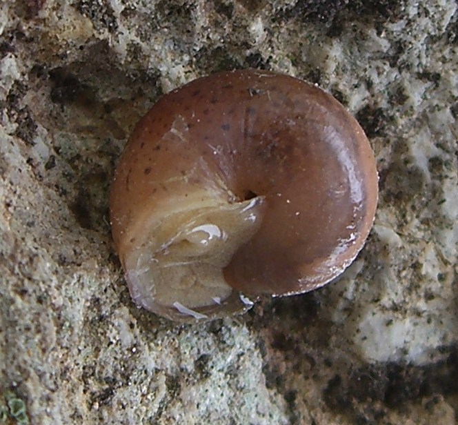 Monacha (?) Madonie